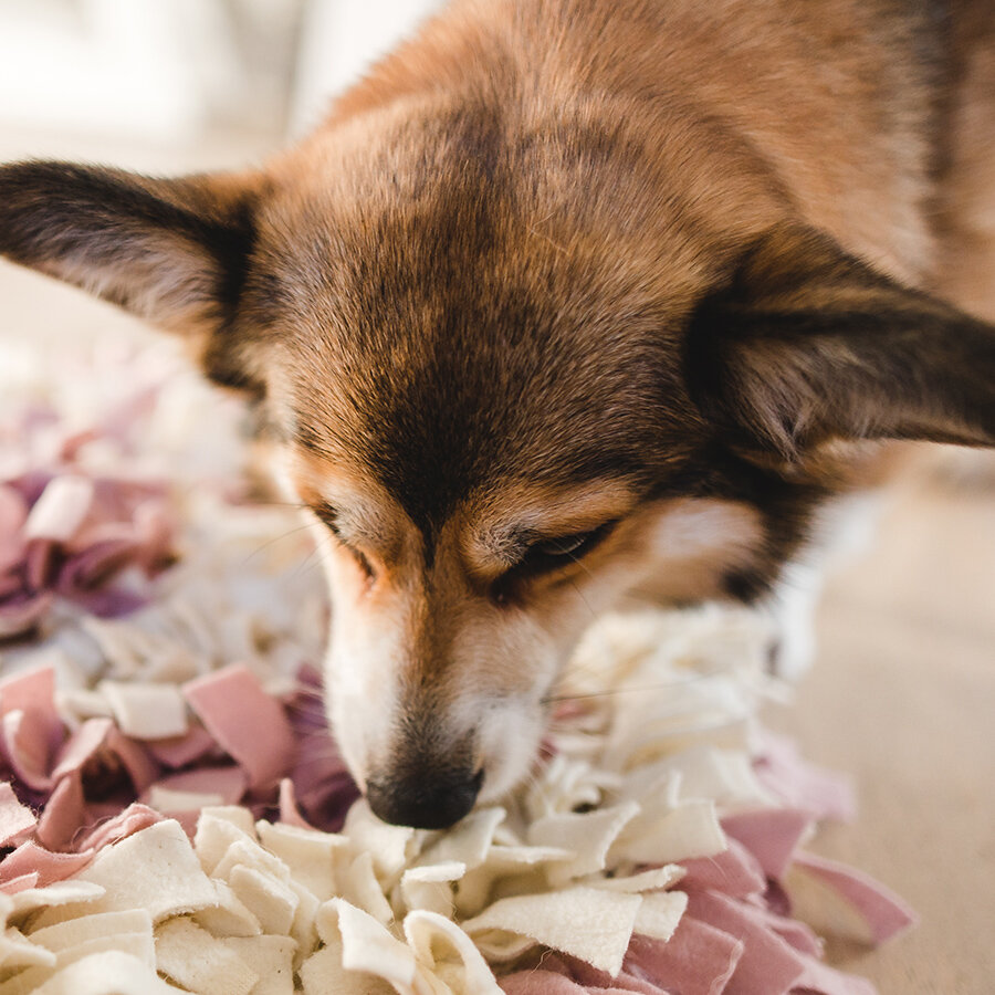 The M Structured Life of a Dog with a Blog Inside His Head!