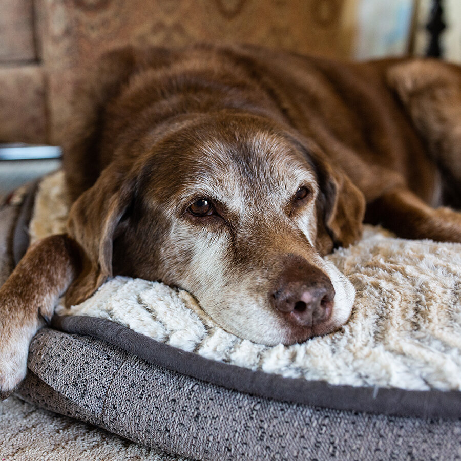 Image showcasing Dog Blog